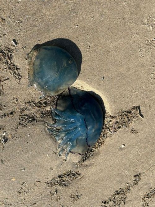 28.09.25 Voyage d'un jour  Bray-Dunes
