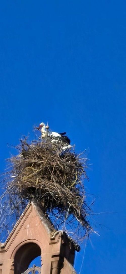 16.03 au 20.03.2026 Voyage dans les Voges et Alsace