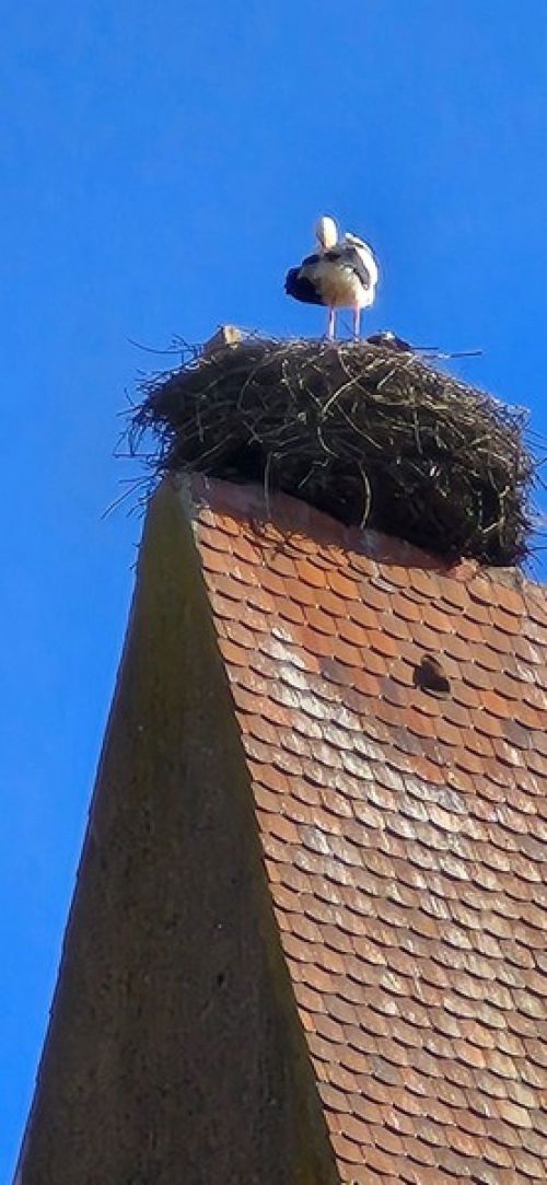 16.03 au 20.03.2026 Voyage dans les Voges et Alsace