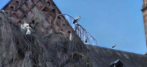 16.03 au 20.03.2026 Voyage dans les Voges et Alsace