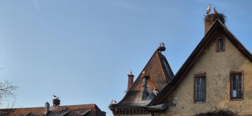 16.03 au 20.03.2026 Voyage dans les Voges et Alsace